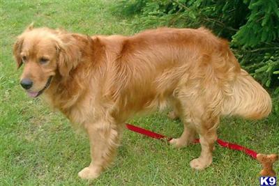 Stud Dogs - Golden Retriever