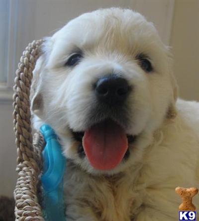 Puppies in VA