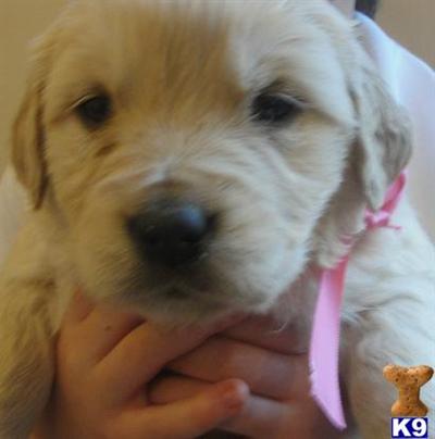 Puppies in VA