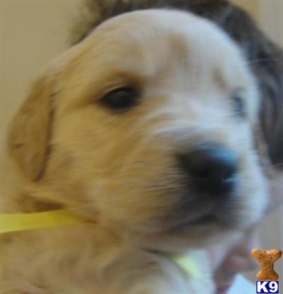 Puppies in VA