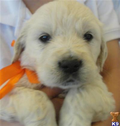 Puppies in VA