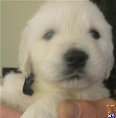 Puppies in VA