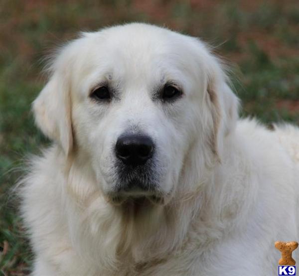 Stud Dogs in VA
