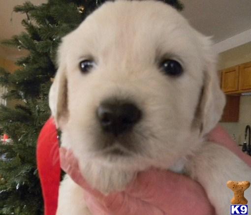 Puppies in VA