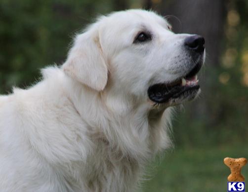 Stud Dogs - Golden Retriever