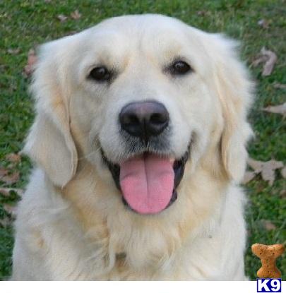 Golden Retriever Puppies