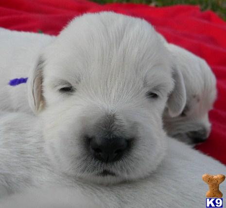 Puppies in VA
