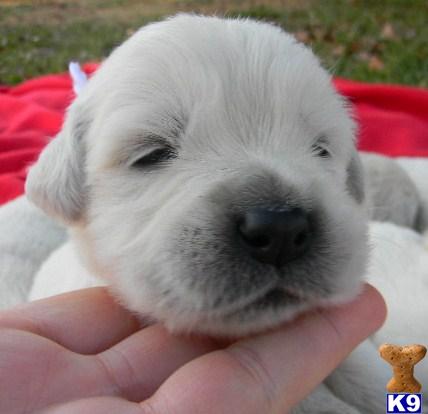 Puppies in VA