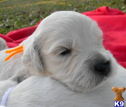 Puppies in VA