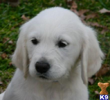 Puppies in VA