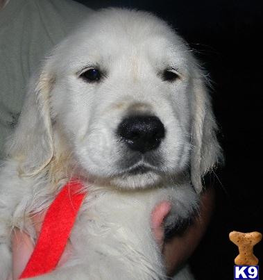 Puppies in VA