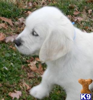 Puppies in VA