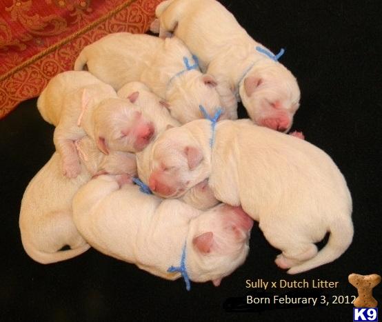 Puppies in VA