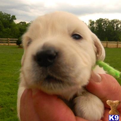 Golden Retriever Puppies