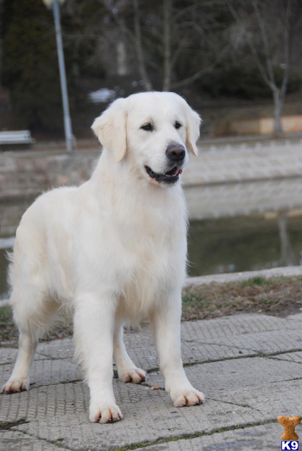Stud Dogs - Golden Retriever