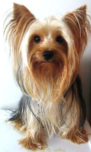 Stud Dog