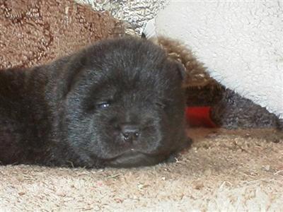 Puppies in BURNS