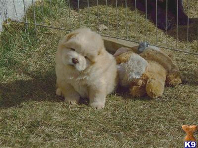 Puppies in OR