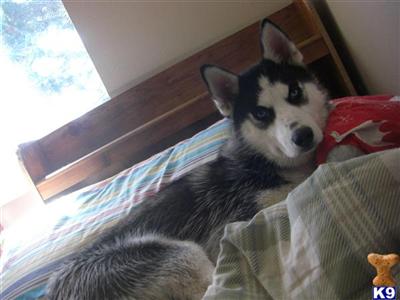 Puppies in Aurora