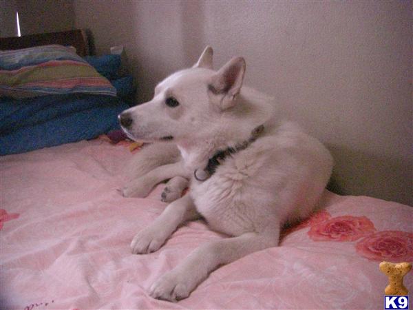 Miniature Husky Puppies For Sale In Colorado