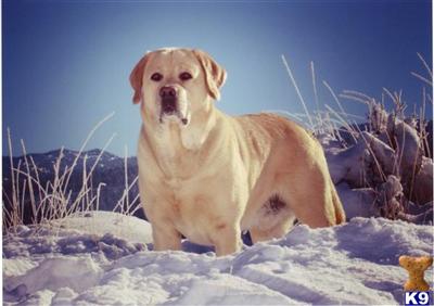 Stud Dogs - Labrador Retriever