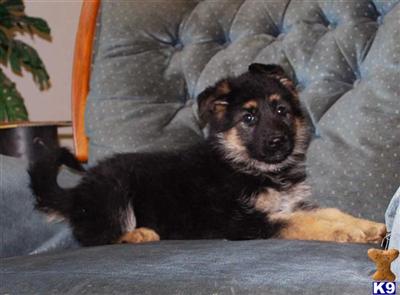 Puppies in WA