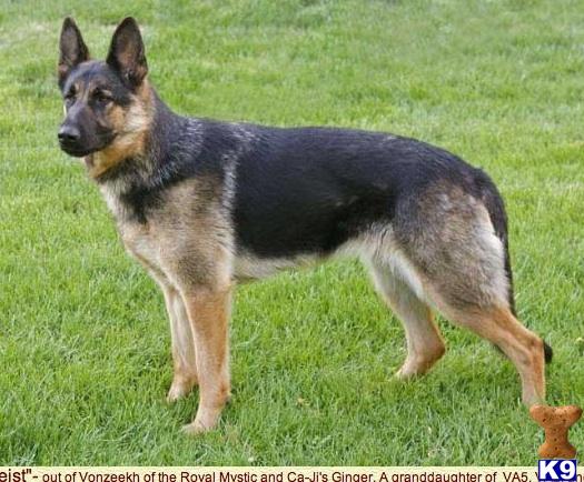 Dogs for Sale in WA