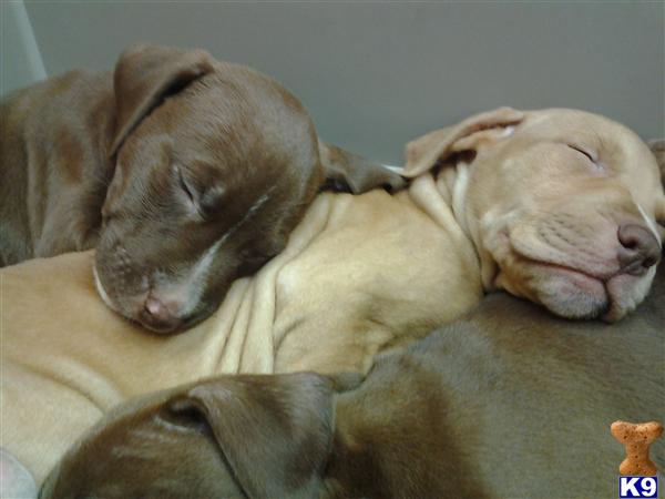 Puppies in Brooklyn