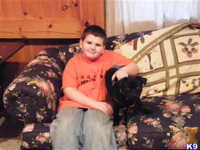 Stud Dogs - Pug