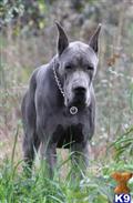 Great Dane