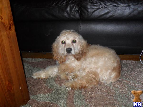 Dogs - Cocker Spaniel