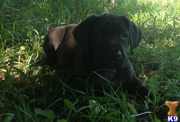 Puppies in TX
