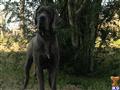 classified ad