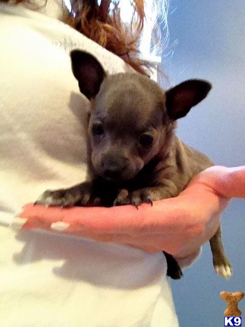 Chihuahua Puppies in OR