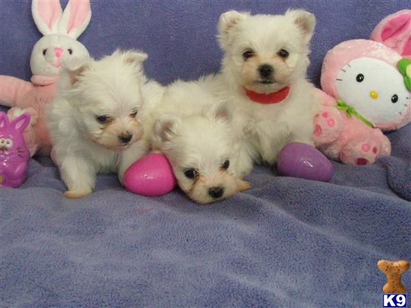 Puppies in OR