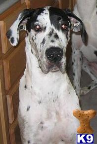 Female Dogs