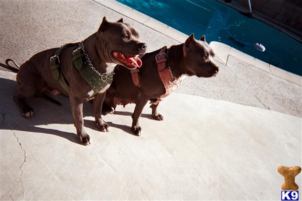 Puppies in San bernardino