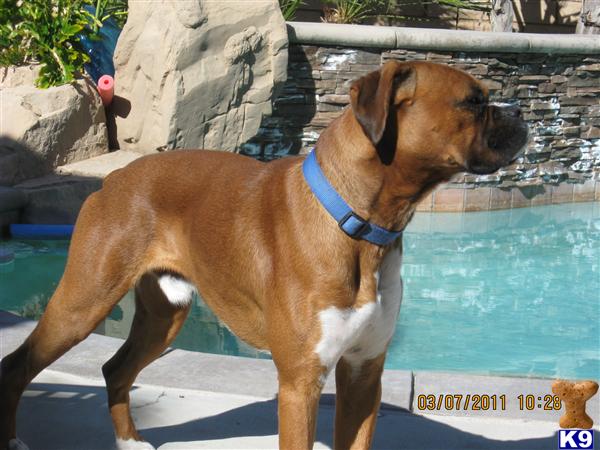 Dogs - Boxer