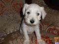 Miniature Schnauzer
