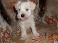 Miniature Schnauzer