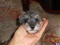 Miniature Schnauzer