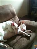 Bull Terrier