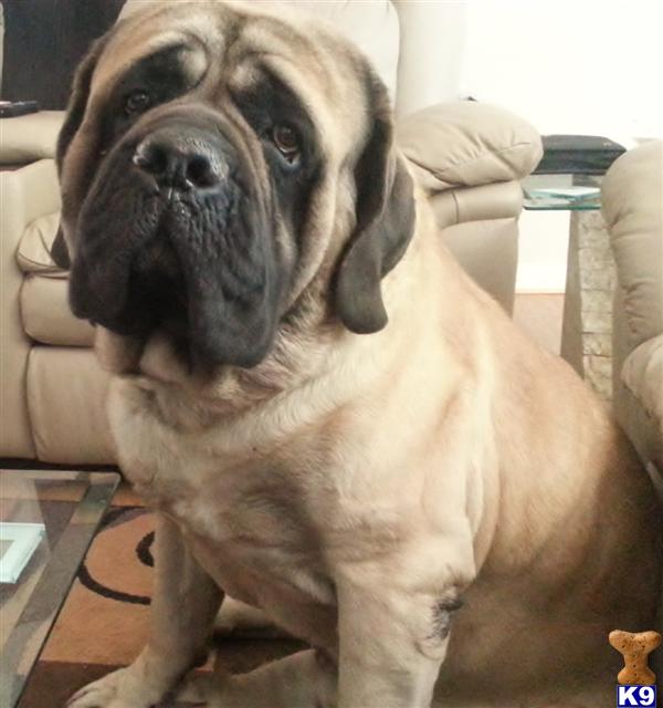 Stud Dogs - Mastiff