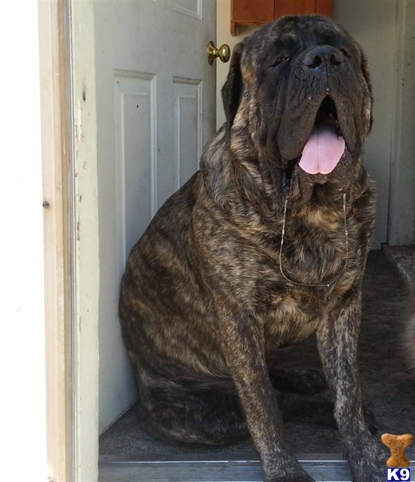 Stud Dogs - Mastiff