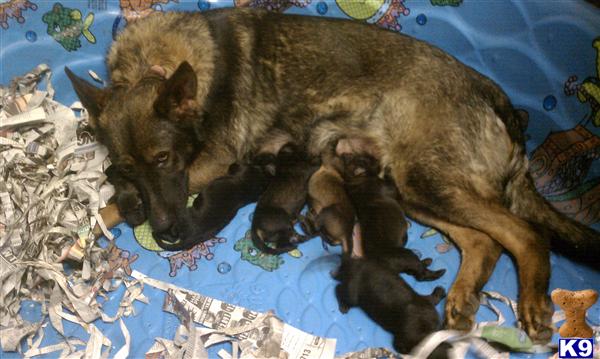 German Shepherd Puppies