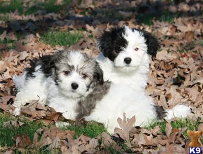 Havanese Puppies for Sale