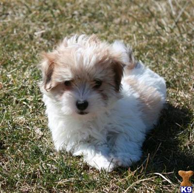 Coton De Tulear Puppies for Sale