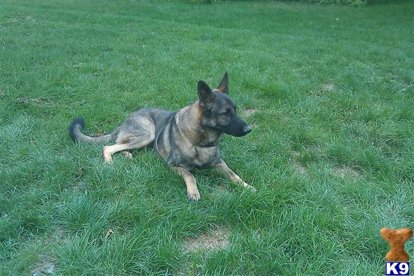 Dogs for Sale in IL