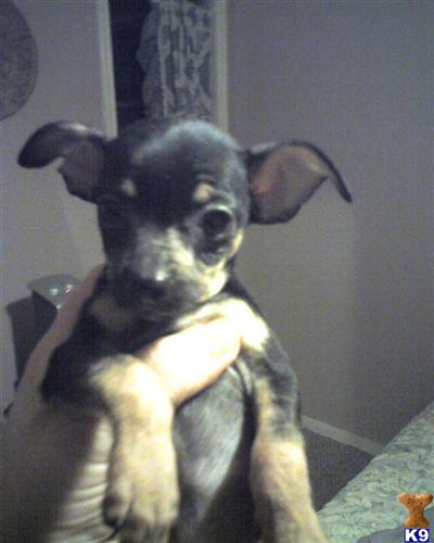 Chihuahua Puppies in TX