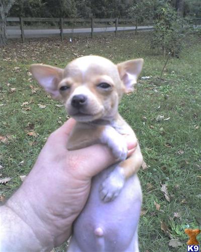 Chihuahua Puppies in TX